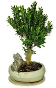 Buxus harlandi - korkový buxus -  552