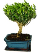 Buxus harlandi - korkový buxus 672