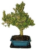Buxus harlandi - korkový buxus - 711