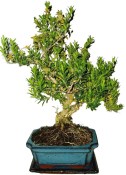 Buxus harlandi - korkový buxus -  761