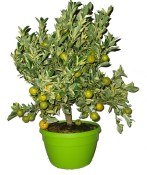 Citrus - bonsaj calamondin