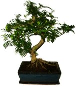 Caragona spinosa - čínský pepř 641 - bonsai