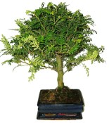 Caragona spinosa - čínský pepř 079 - bonsai