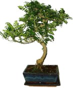 Caragona spinosa - čínský pepř 125 - bonsai