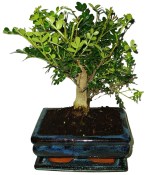 Caragona spinosa - čínský pepř 163 - pokojová bonsai