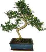 Caragona spinosa - čínský pepř 168 - bonsai