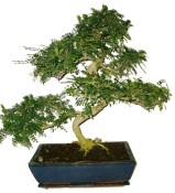 Caragona spinosa - čínský pepř 184 - bonsai