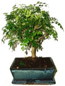 Caragona spinosa - čínský pepř 376