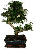 Caragona spinosa - čínský pepř 442 - bonsaje