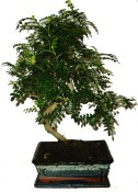 Caragona spinosa - čínský pepř 444 - bonsaj