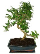 Caragona spinosa - čínský pepř 456 - bonsai