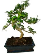 Caragona spinosa - čínský pepř 457 - bonsai