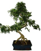 Caragona spinosa - čínský pepř 459 - bonsai