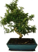 Caragona spinosa - čínský pepř 480 - bonsaje