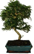 Caragona spinosa - čínský pepř 481 - pokojová bonsai