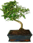 Caragona spinosa - čínský pepř 523 - bonsai