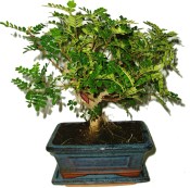Caragona spinosa - čínský pepř 568 - pokojová bonsai