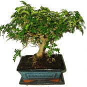Caragona spinosa - čínský pepř 573 - pokojová bonsai