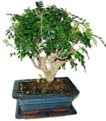 Caragona spinosa - čínský pepř 606 - bonsai