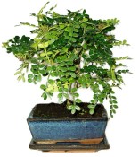 Caragona spinosa - čínský pepř 607 - bonsai