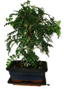 Caragona spinosa - čínský pepř 613 - bonsai