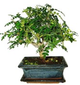 Caragona spinosa - čínský pepř 614 - bonsai