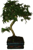 Caragona spinosa - čínský pepř 630 - bonsaje