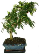 Caragona spinosa - čínský pepř 631 - bonsaje
