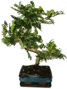 Caragona spinosa - čínský pepř 633 - bonsaje