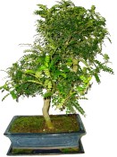 Caragona spinosa - čínský pepř 633 - pokojová bonsai