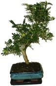 Caragona spinosa - čínský pepř 635