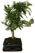 Caragona spinosa - čínský pepř 636 - bonsaj