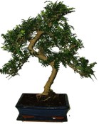 Caragona spinosa - čínský pepř 642 - bonsai