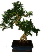 Caragona spinosa - čínský pepř 646 - bonsai