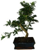 Caragona spinosa - čínský pepř 657 - bonsai