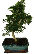 Caragona spinosa - čínský pepř 678 bonsaj