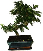 Caragona spinosa - čínský pepř 679 - bonsaj