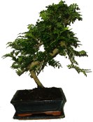 Caragona spinosa - čínský pepř 680 - bonsaj