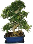 Caragona spinosa - čínský pepř 684 - bonsai