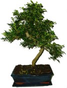 Caragona spinosa - čínský pepř 708- bonsaj