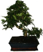 Caragona spinosa - čínský pepř 709 - bonsaj