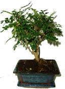Caragona spinosa - čínský pepř 717 - pokojová bonsai