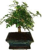 Caragona spinosa - čínský pepř 720 - pokojová bonsai