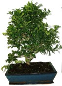 Caragona spinosa - čínský pepř 750 - bonsai