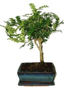 Caragona spinosa - čínský pepř 799 - bonsai