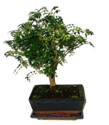 Caragona spinosa - čínský pepř 800 - bonsai