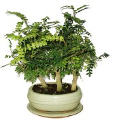 Caragona spinosa - čínský pepř 818 - bonsai