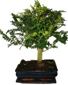 Caragona spinosa - čínský pepř 859 - bonsai