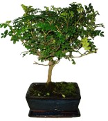 Caragona spinosa - čínský pepř 930 - bonsai