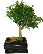 Caragona spinosa - čínský pepř 931 - bonsai